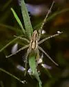 Pardosa pauxilla - photo 2