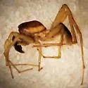 Pardosa pauxilla - photo 3