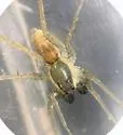 Pardosa pauxilla - photo 4