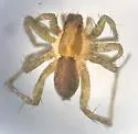 Pardosa pauxilla - photo 5