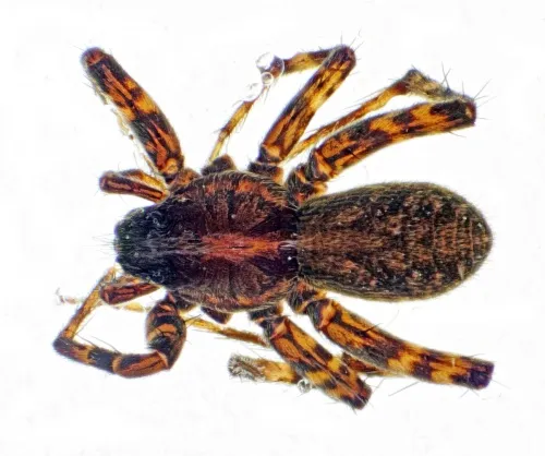 Pardosa prativaga