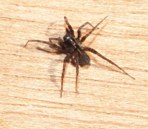 Pardosa prativaga - photo 2