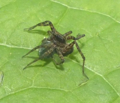 Pardosa prativaga - photo 3