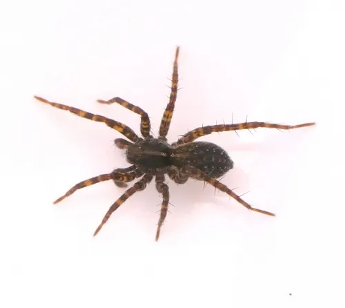 Pardosa prativaga - photo 4