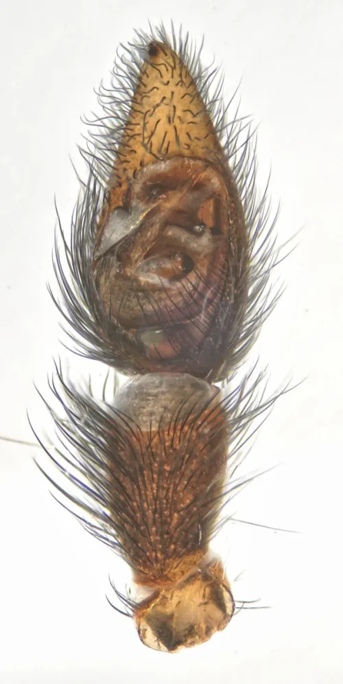 Pardosa prativaga - photo 5