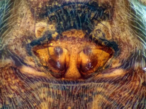 Pardosa prativaga - photo 6