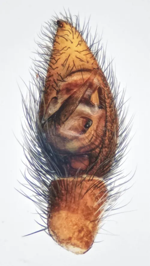 Pardosa prativaga - photo 8