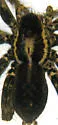 Pardosa ramulosa - photo 2