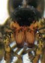 Pardosa ramulosa - photo 3