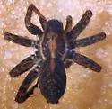 Pardosa ramulosa - photo 5