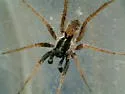 Pardosa saxatilis