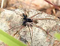 Pardosa saxatilis - photo 2