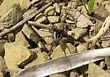 Pardosa saxatilis - photo 3