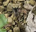 Pardosa saxatilis - photo 4