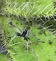 Pardosa saxatilis - photo 5