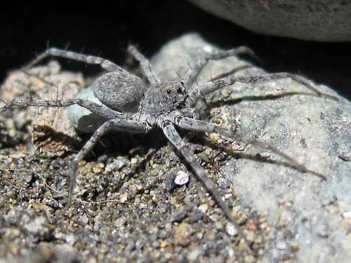 Pardosa steva