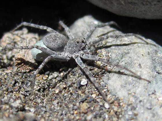 Pardosa steva - photo 2