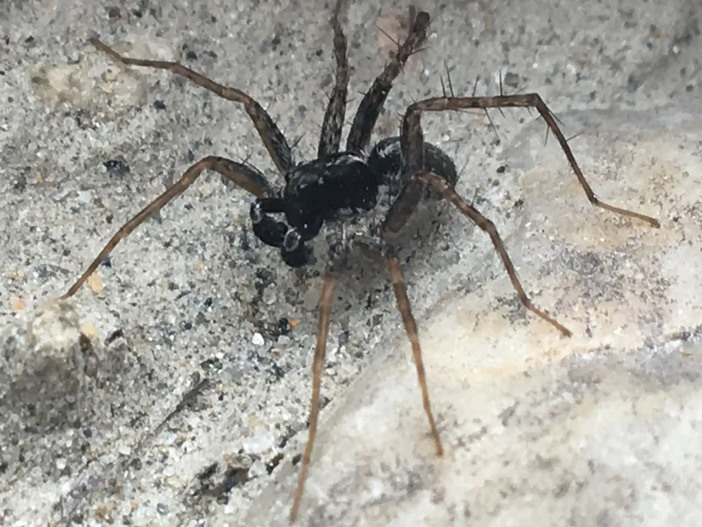 Pardosa tesquorum - Pardosa tesquorum