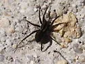 Pardosa tuoba - photo 2