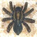 Pardosa tuoba - photo 5