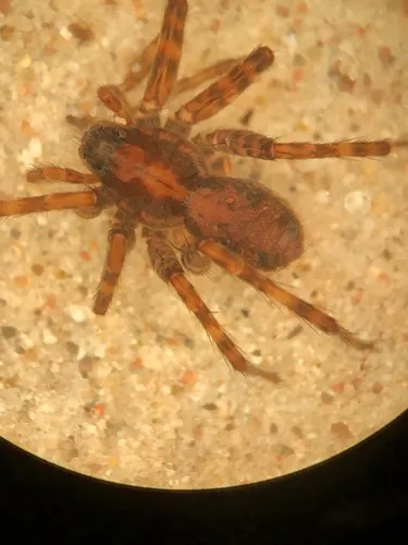 Pardosa uintana - photo 2