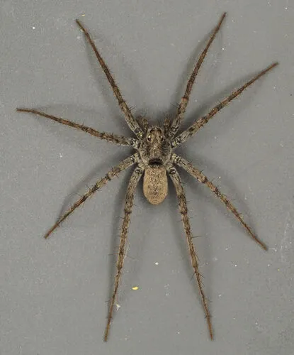 Pardosa vadosa