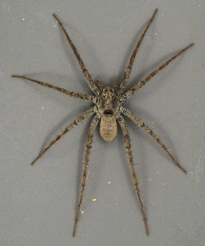 Pardosa vadosa - photo 2