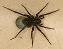 Pardosa vancouveri