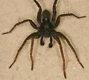 Pardosa vancouveri - photo 2