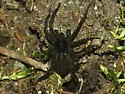Pardosa vancouveri - photo 3