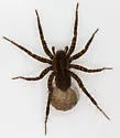 Pardosa vancouveri - photo 4