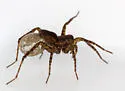 Pardosa vancouveri - photo 5