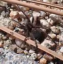 Pardosa wyuta - Pardosa wyuta