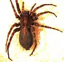 Pardosa wyuta - photo 2
