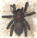 Pardosa wyuta - photo 3