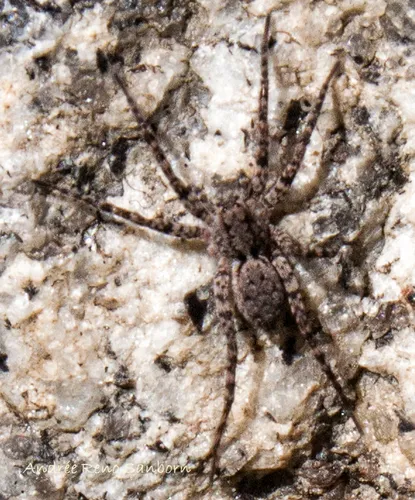 Ubiquitous Thin-legged Wolf Spider - photo 3