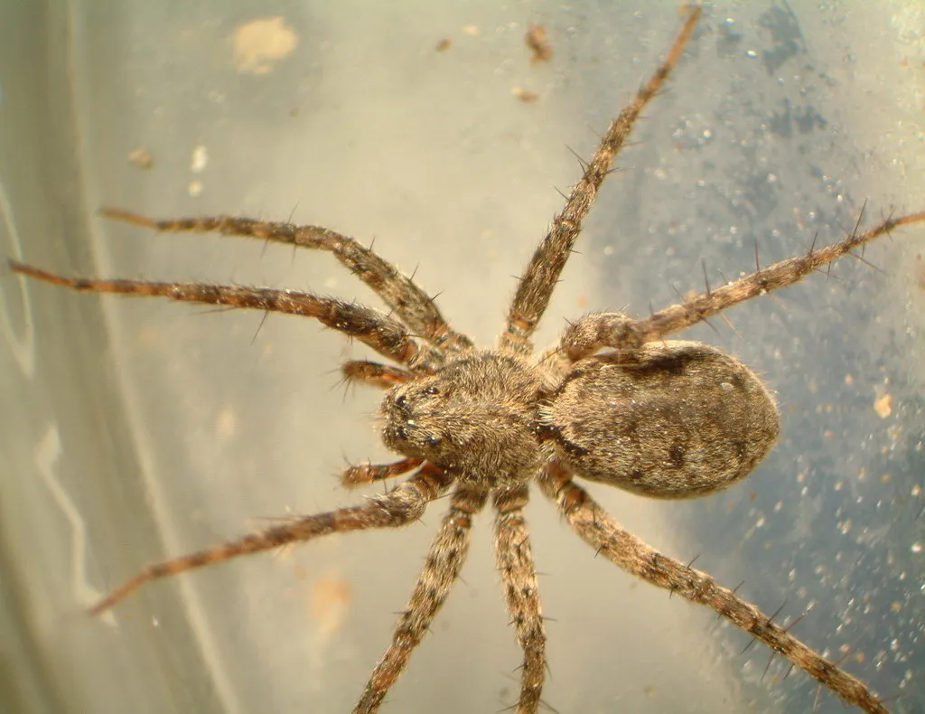 Ubiquitous Thin-legged Wolf Spider - photo 4