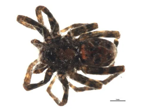 Ubiquitous Thin-legged Wolf Spider - photo 5