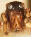 Pardosa yavapa
