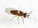 Parectecephala eucera
