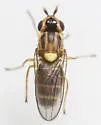 Parectecephala eucera - photo 4