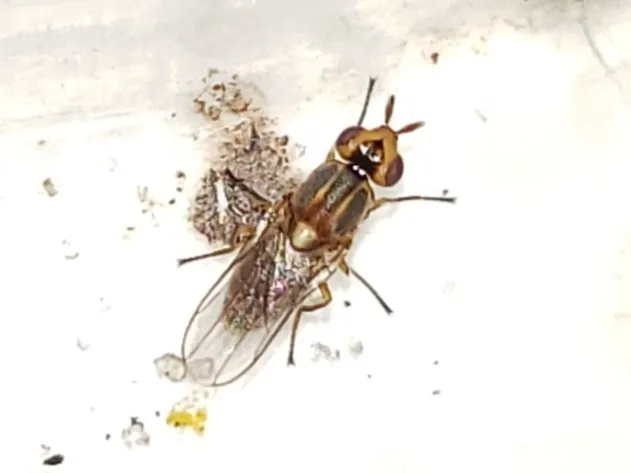 Parectecephala maculiceps - photo 2
