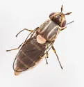 Parectecephala maculosa