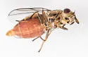 Parectecephala maculosa - photo 4