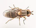 Parectecephala maculosa - photo 5