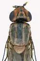Parectecephala sanguinolenta - photo 2