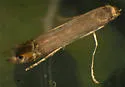 Parectopa bumeliella - Hodges#0650