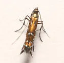 Parectopa geraniella - Hodges#0651 - photo 5