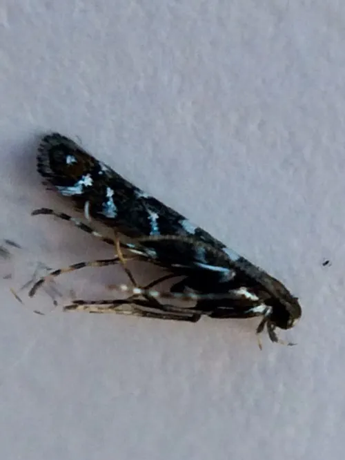 Parectopa ononidis