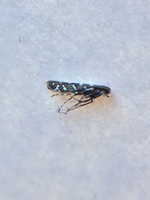Parectopa ononidis - photo 2